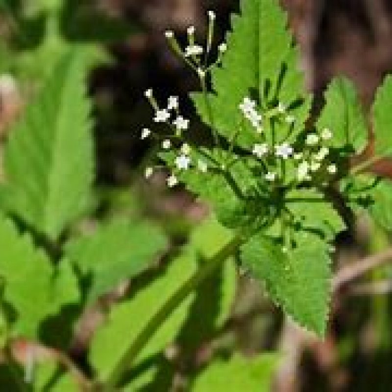 Image for Hairy Sweet Cicely