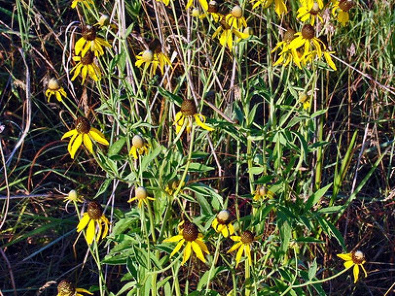Image for Gray-headed Coneflower