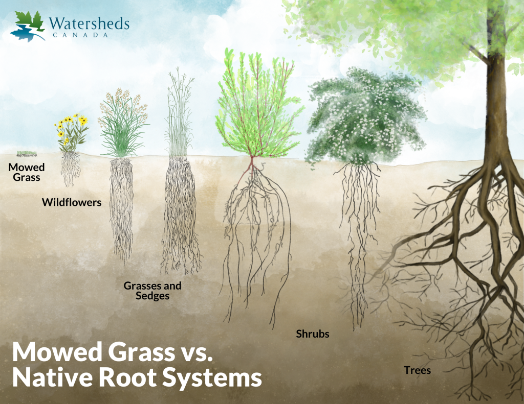 Taking the First Step to Protect Your Local Freshwater - Natural Edge