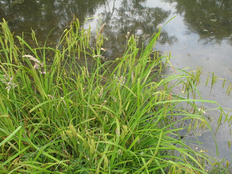 Image for Fringed Sedge