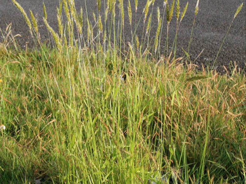 Image for Sweetgrass