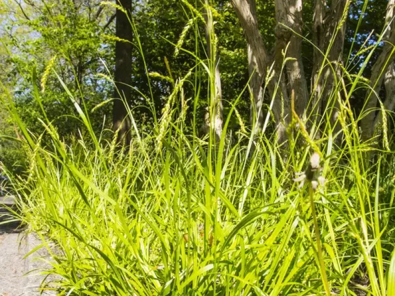 Image for Common Wood Sedge