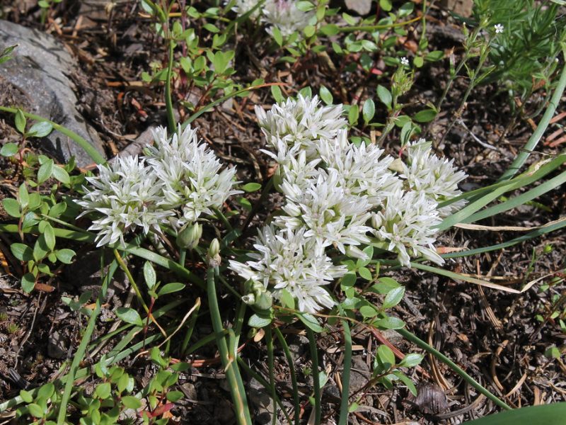 Image for Slimleaf Onion