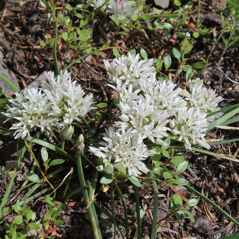 Image for Slimleaf Onion