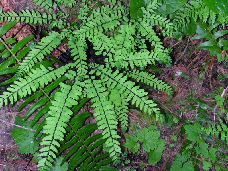 Image for Western Maiden Hair Fern