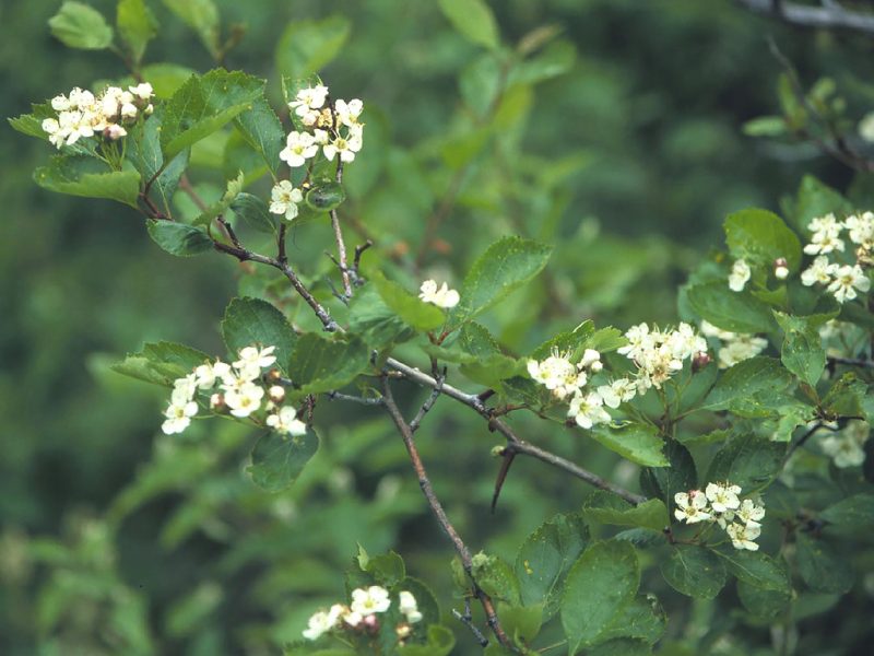 Image for Black Hawthorn