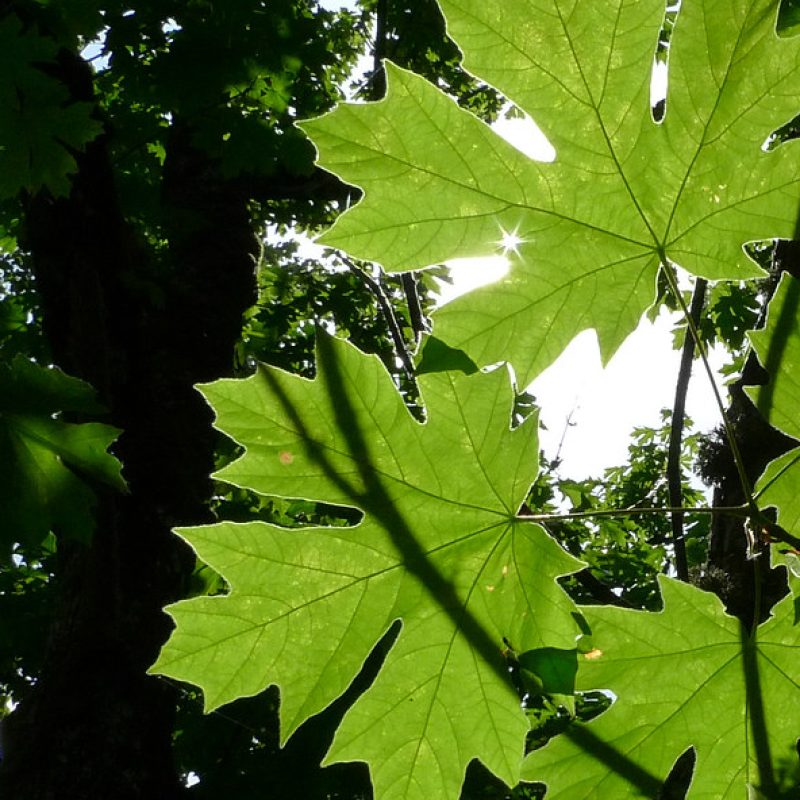 Image for Big-leaf Maple