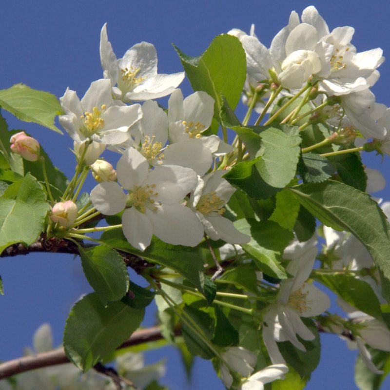 Image for Pacific Crabapple