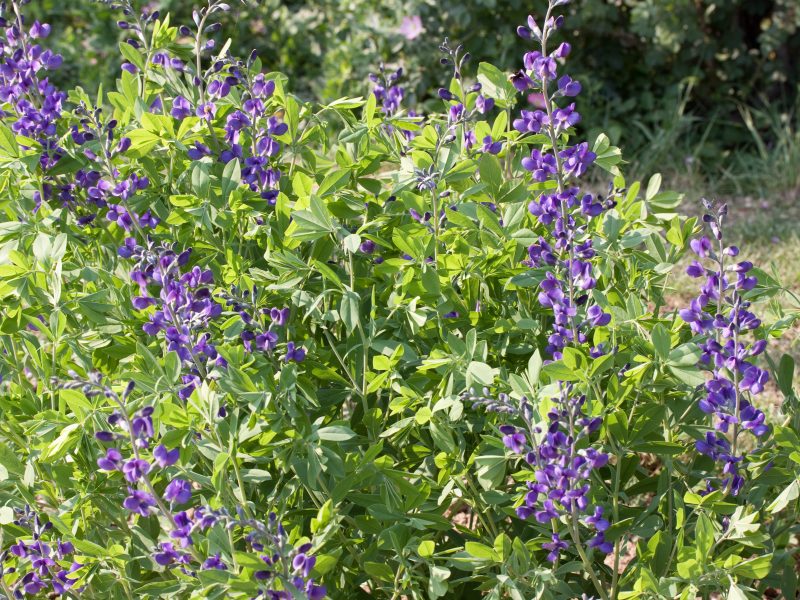 Image for Wild Blue Indigo