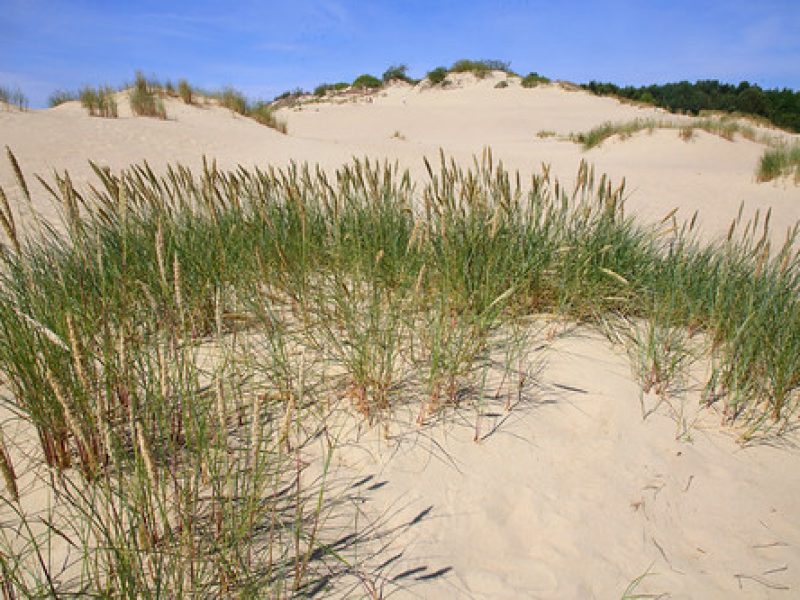 Image for Marram Grass