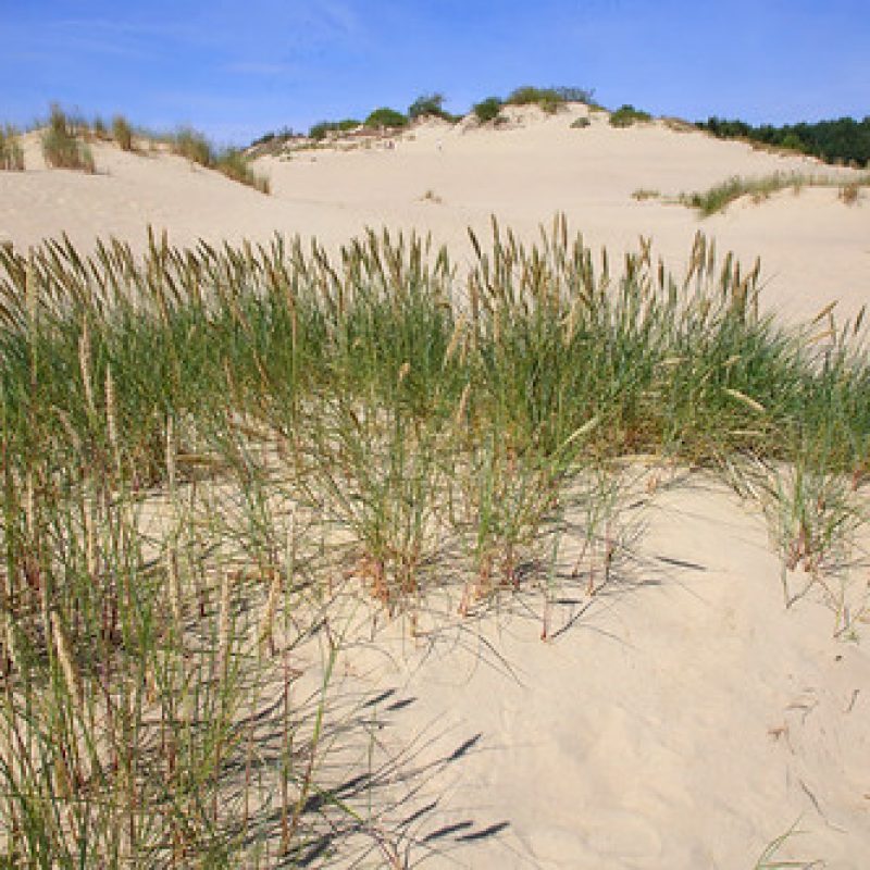Image for Marram Grass