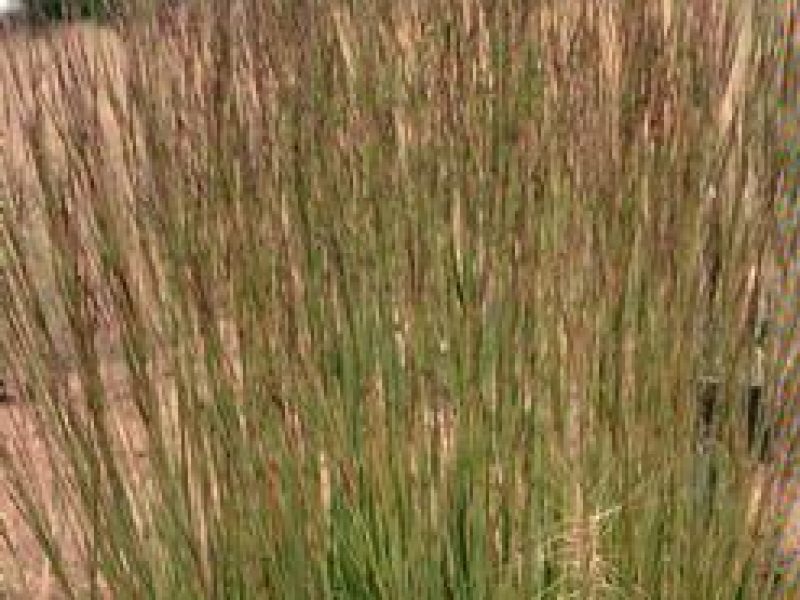 Image for Little Bluestem