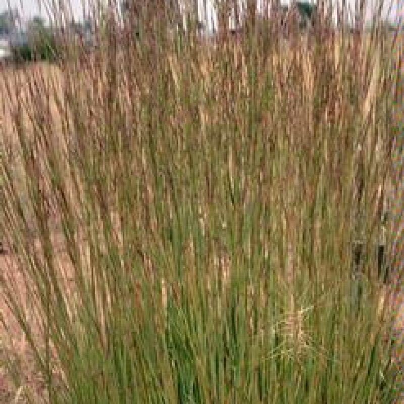 Image for Little Bluestem