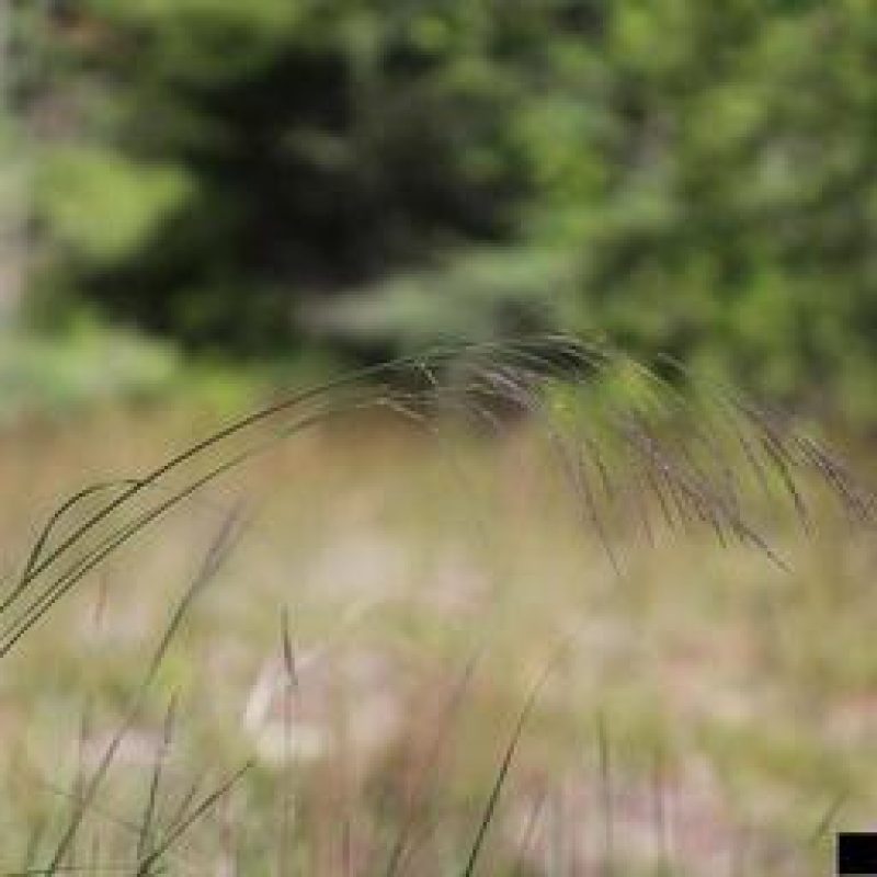 Image for Sand Reedgrass